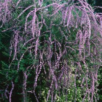 Wechselblättriger Sommerflieder 40-60cm