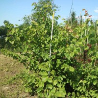 Kanadischer Judasbaum 125-150cm am Ballen