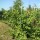 Kanadischer Judasbaum 125-150cm am Ballen