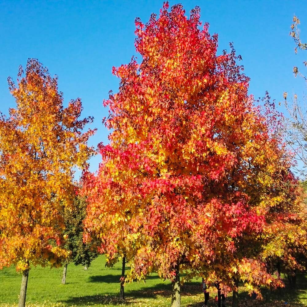 Amberbaum (Liquidambar styraciflua)  farbintensiver Solitrbaum, 169,50