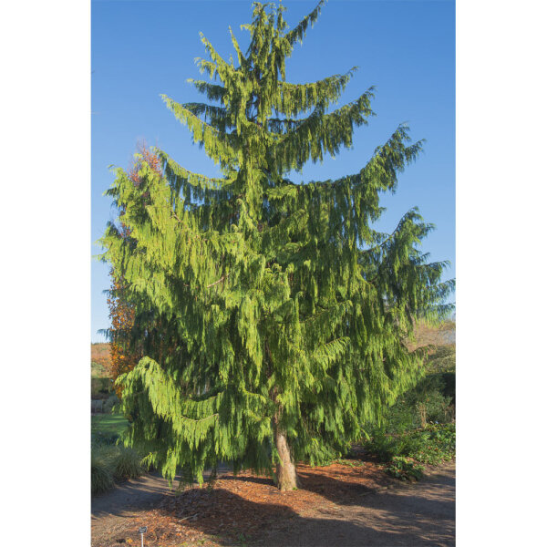 Hängezypresse Pendula 150-175cm am Ballen