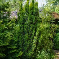 Goldsäulen-Eibe Fastigiata Aurea 125-150cm...