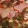 Chinesischer Judasbaum Forest Pansy 80-100cm im Topf
