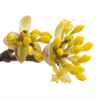 Kornelkirsche Jolico 150-175cm am Ballen