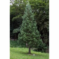 Mammutbaum 80-100cm am Ballen