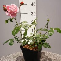 Kletterrose Coral Dawn im C5