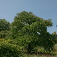 Japanischer Kuchenbaum Katsurabaum 80-100cm im C15