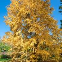 Japanischer Kuchenbaum Katsurabaum 80-100cm im C15