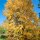 Japanischer Kuchenbaum Katsurabaum 80-100cm im C15