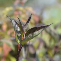 Schwarzholz-Hartriegel 150-175cm im C15