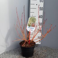 Blutroter Hartriegel ‘Midwinter Fire’ im C3