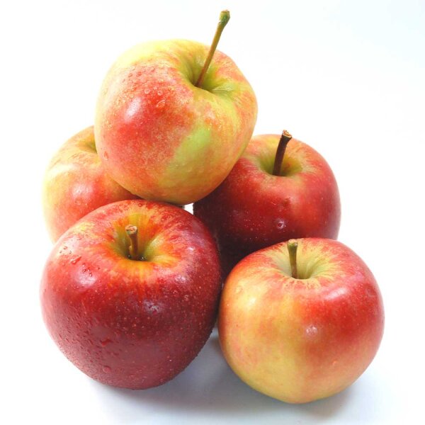 Apfel Elstar Spalier 150cm im C7,5