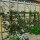 Apfel Gloster Spalier 150cm+ im C7,5