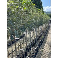 Apfel Lavanttaler Bananenapfel Busch im C7,5