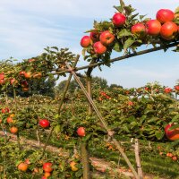 Apfel Lavanttaler Bananenapfel Spalier 150+cm im C7,5