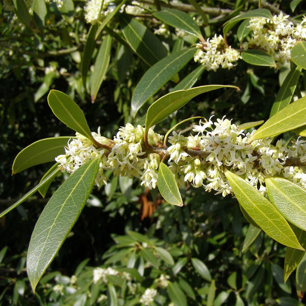 Frühlingsduftblüte 80-100cm im C9