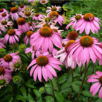 Purpur-Sonnenhut Tomato Soup P 1