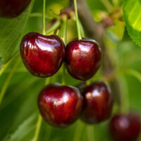 Trio-Süßkirschenbaum (Lapins/ Van / Regina)...