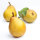 Trio-Birnbaum (Gellerts Butterbirne / Gute Luise/ Williams Christ) Halbstamm im C20