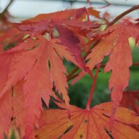 Fächerahorn ‘Arctic Jade’ 80-100cm im C5