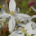 Clematis Immergrüne Waldrebe ‘Snowdrift’ 70+cm im C2