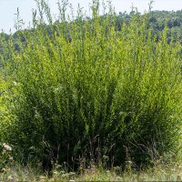 Veredelte Kätzchenweide 150-175 im C15