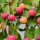 Japanischer Blumen-Hartriegel Satomi 80-100cm im C12