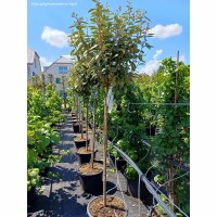 Wintergrüne Ölweide Compacta Kugel 30-40cm mit Stammhöhe 120cm im Co