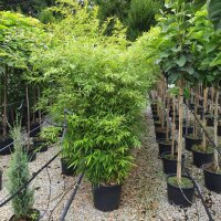 Gartenbambus Black Pearl  80-100cm im C5