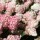 Rispen-Hortensie Vanille Fraise 50-60cm im C3