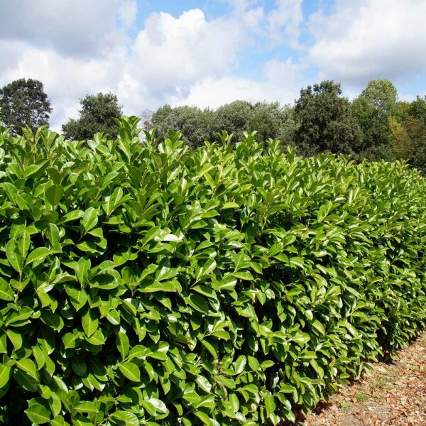 Kirschlorbeer Etna® 175-200cm Solitär am Ballen