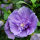 Garteneibisch Lavender Chiffon 60-80cm im C5