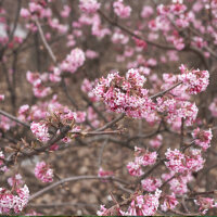 Winter-Duftschneeball 60-80cm im C5