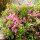 Zwerg-Weigelie Picobella Rosa® 30-40cm im C5