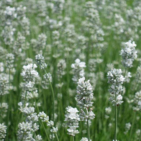 Lavendel weiß Nana Alba P 1