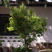 Granatapfel Crimson Sky 60-80cm im C5