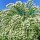 Bauernjasmin 125-150cm am Ballen