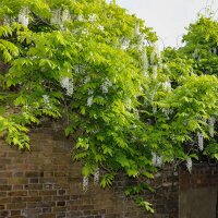 Weißer Blauregen  Kapitan Fuji 125-150cm