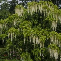 Weißer Blauregen  Kapitan Fuji 125-150cm