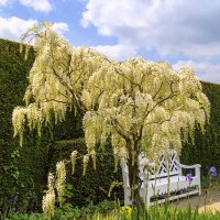 Weißer Blauregen  Kapitan Fuji 125-150cm