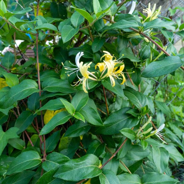Lonicera henryi 'Copper Beauty'  Immergrnes Geiblatt frs Kletterg,  47,50