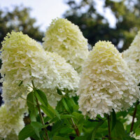 Rispen-Hortensie Limelight 40-60cm Busch im Co