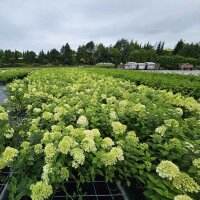 Rispen-Hortensie Limelight 40-60cm Busch im Co