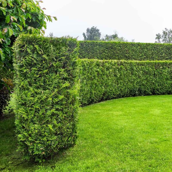 Thuja Brabant 175-200cm am Ballen