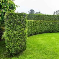 Thuja Brabant 175-200cm am Ballen