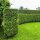 Thuja Brabant 175-200cm am Ballen