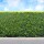Thuja Brabant 175-200cm am Ballen