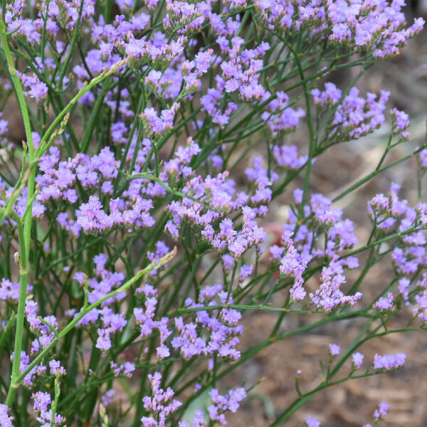 Meerlavendel Dazzle Rocks ® P1