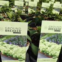 Bodendecker-Rispenhortensie Groundbreaker® Greeny