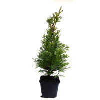 Thuja Smaragd 50-60cm im 0,5l Topf | Jungpflanzen